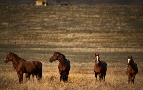 Don steppe