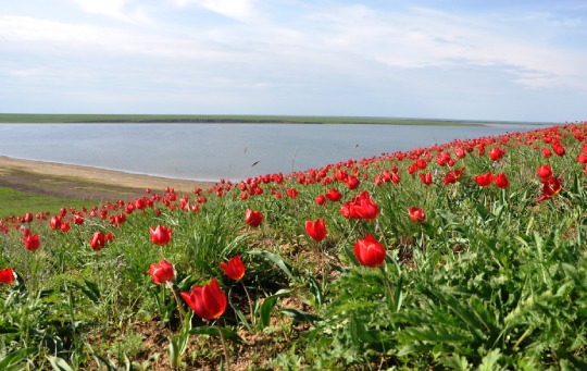 Донская степь